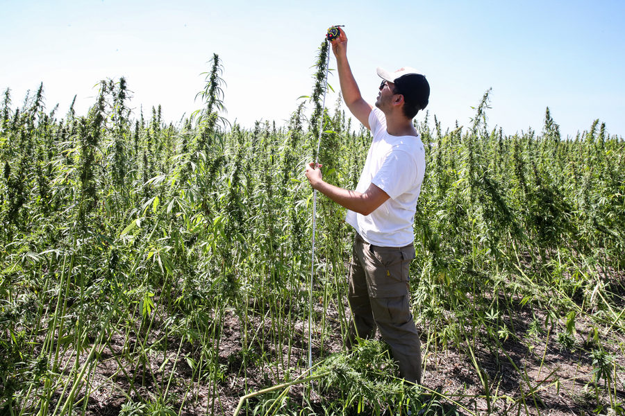 Productor en un campo de cáñamo hoy